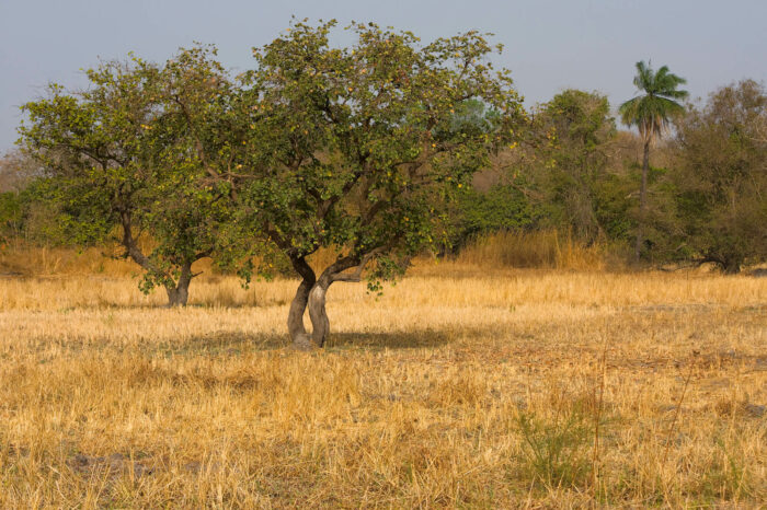 15-daagse rondreis: Ontdek Gambia en Senegal
