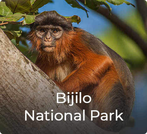 Het Bijilo National Park in Gambia