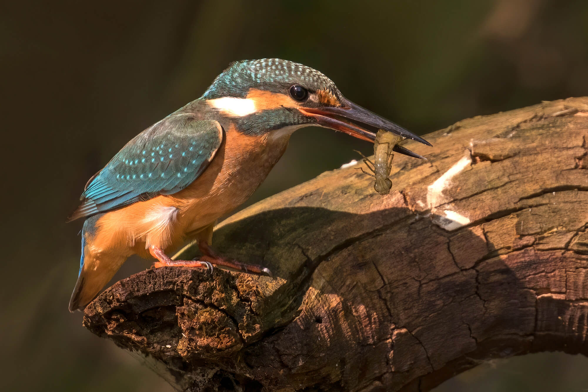 IJsvogel in het Abuko Nature Reserve in Gambia