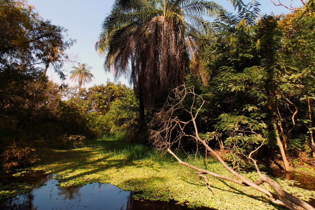 Jungle Abuko Nature Reserve in Gambia