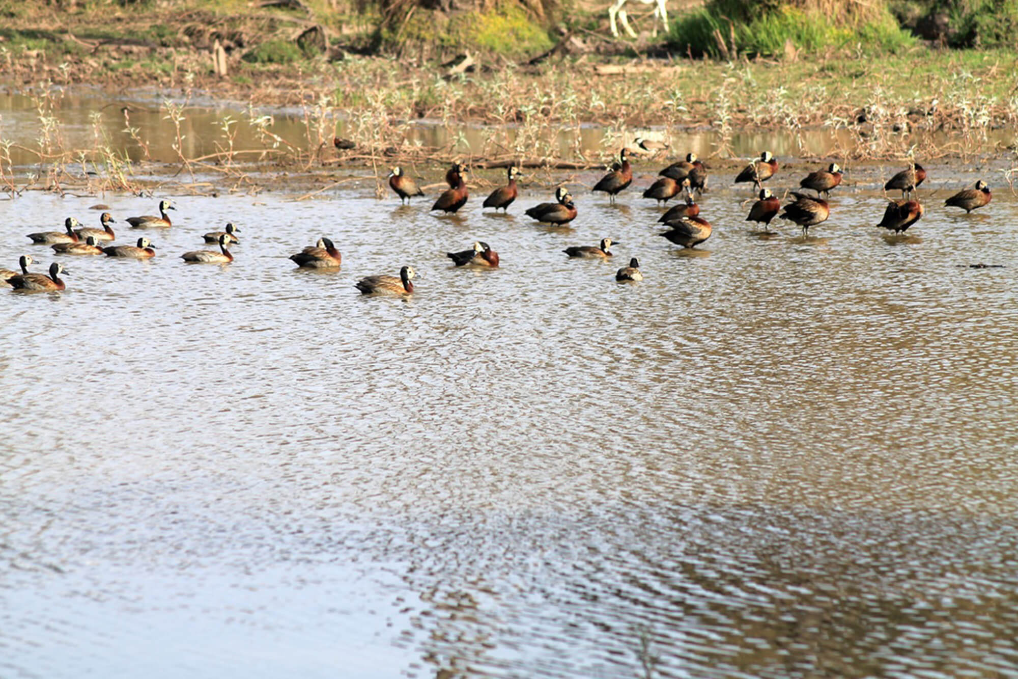 Meertje met vogels bij het Badala park hotel en resort in Gambia