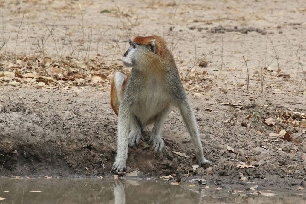 Huzaaraap in het Bijilo National Park, Monkey Forest in Gambia