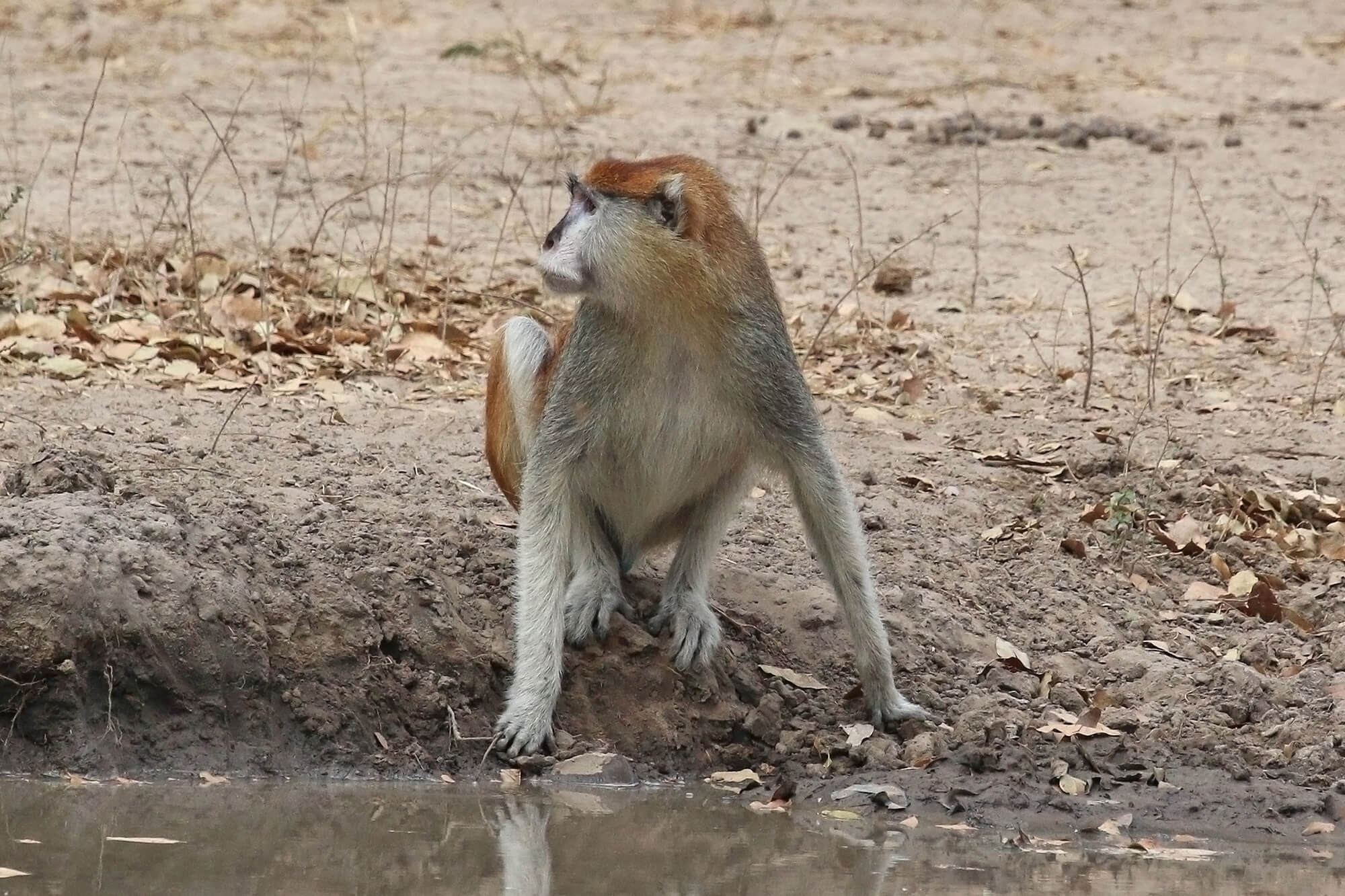 Huzaaraap in het Bijilo National Park, Monkey Forest in Gambia