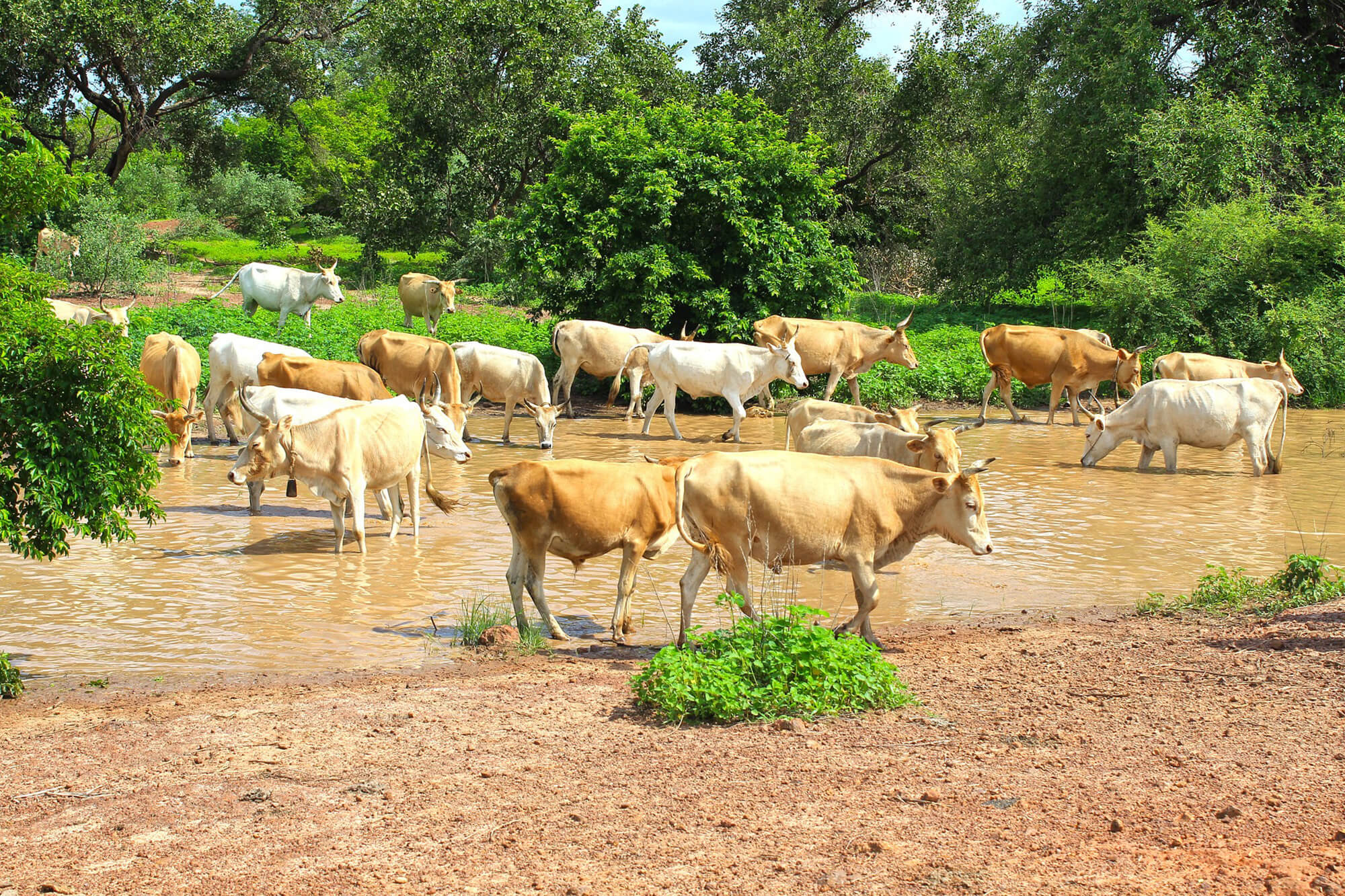 Koeien in het wild in Gambia