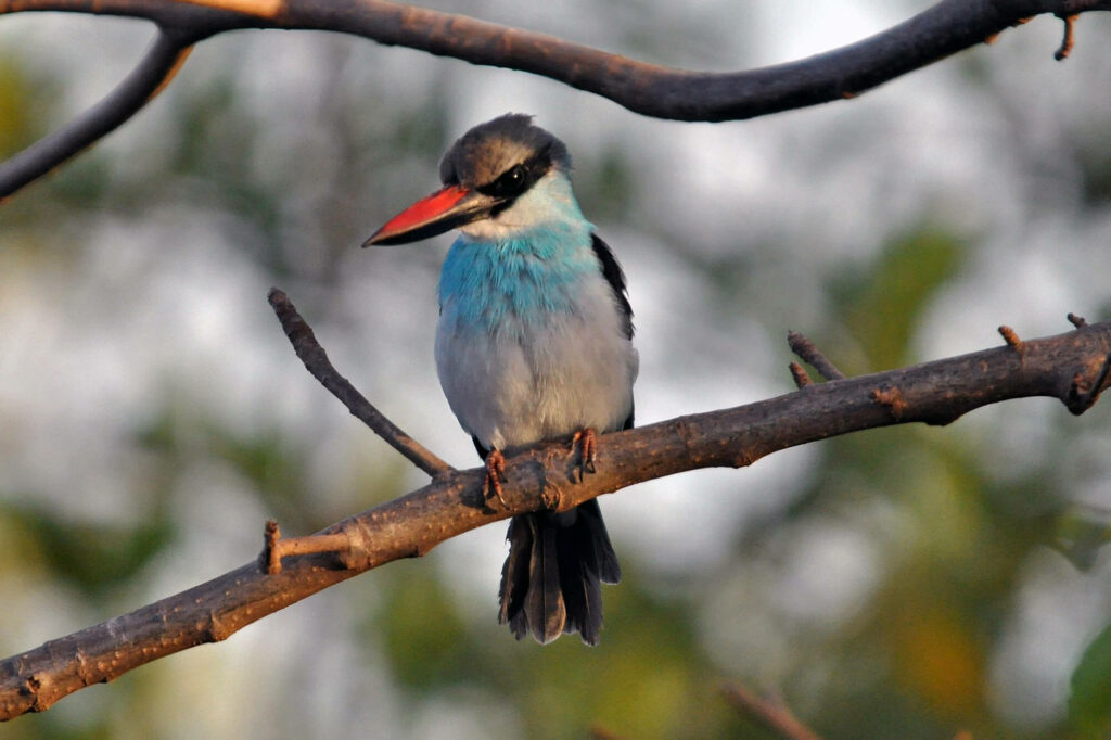 Een ijsvogel in Gambia