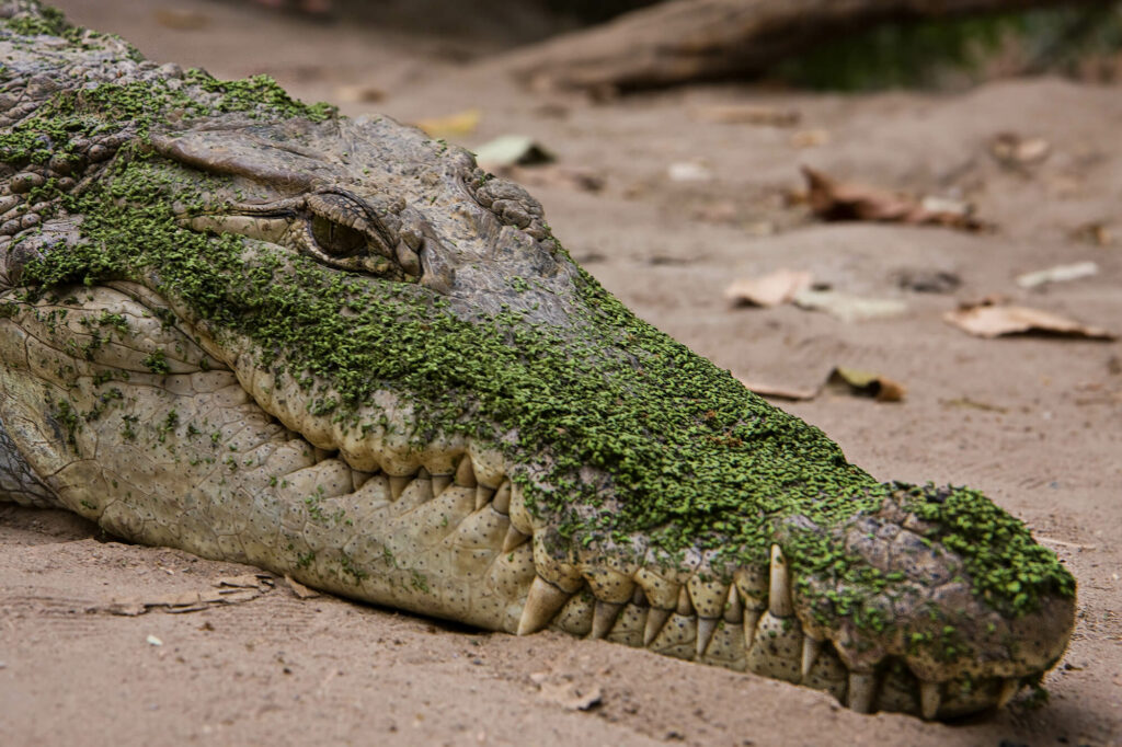 Close-up van een krokodil in de Kachikally krokodillenvijver in Gambia