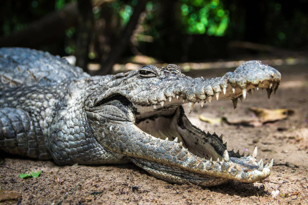 Een krokodil met open bek in de Kachikally krokodillenvijver in Gambia