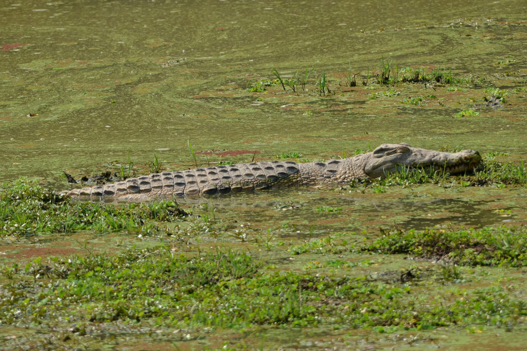 Een krokodil in het water van de Kachikally krokodillenvijver in Gambia