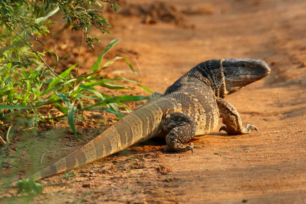 Een nijlvaraan hagedis in het Kachikally krokodillen-park in Gambia